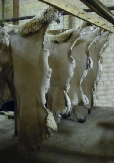 Traditionelle Trocknung von gegerbten Schaffellen